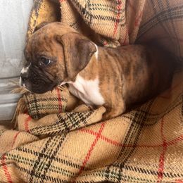 Boy 1 - Brindle male Boxer puppy in Center Hill, Florida from Rogers Farm’s Beloved Boxers