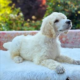 Potato - White male Poodle puppy in Springfield, Oregon from Valaurah Farms