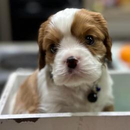 Teddy - Blenheim male Cavalier King Charles Spaniel puppy in Oroville, California from Happy Tails Kennel