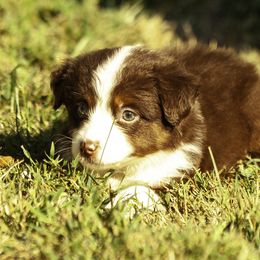 Boy 5 - Red tri-color male Miniature American Shepherd puppy in Franklinville, North Carolina from Fine Hill Miniature Americans