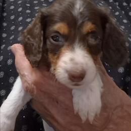 BB - Piebald female Dachshund puppy in Bangs, Texas from Lickin'bach Miniature Dachshunds