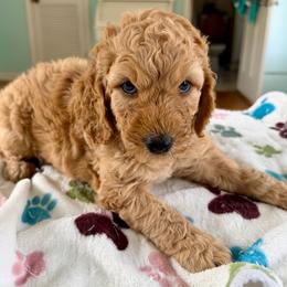 Meg - Apricot female Goldendoodle puppy in Pensacola, Florida from Goldendoodles Love You in Pensacola Friend Edition