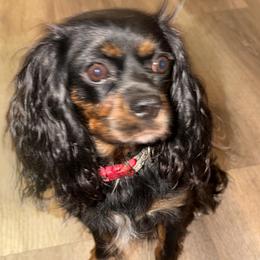 Violet - Cavalier King Charles Spaniel