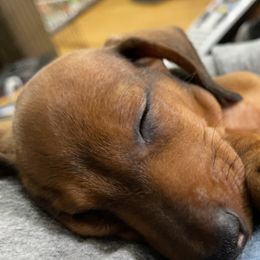 Dachshund Puppies from Wee-Lil Miniature Dachshunds