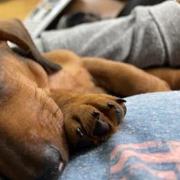 Dachshund Puppies from Wee-Lil Miniature Dachshunds