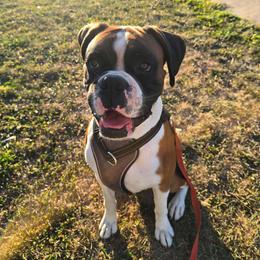 Gavin - Boxer