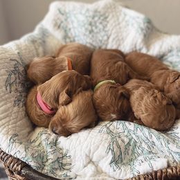 Goldendoodle Puppies from Stolt Southern Doodles