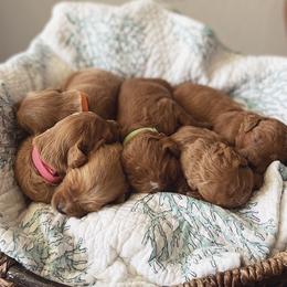 Goldendoodle Puppies from Stolt Southern Doodles