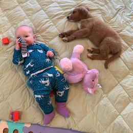 Goldendoodle Puppies from Cali Doodles