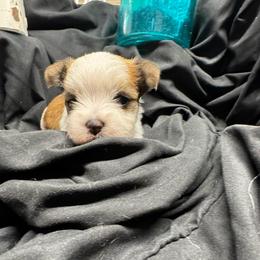 Roxy - Black & tan tri-color female Morkie puppy in Taylorsville, North Carolina from Mountain Top Hot Tailz