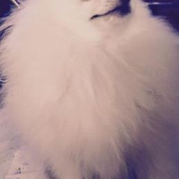 Pomeranians from J Lee Berget's Pomeranians
