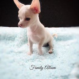 Chihuahua and Chinese Crested Puppies from Western Kentucky Chihuahua’s and Chinese Crested’s