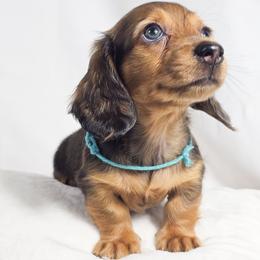 Fig - Red male Dachshund puppy in Sacramento, California from MiniDoxPups
