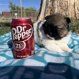 Pomeranian Puppies from Royal Paws Of Colorado