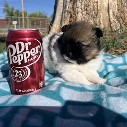 Pomeranian Puppies from Royal Paws Of Colorado