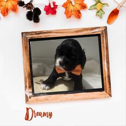 Green collar - Black and white male Cocker Spaniel puppy in Texarkana, Texas from K&M Cocker Spaniels