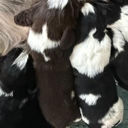 Copper - Liver white and roan male English Springer Spaniel puppy in Rio, Wisconsin from Rowan Creek Springers