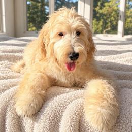 Pink skies - Cream male Goldendoodle puppy in North Royalton, Ohio from Johnson's Doodles
