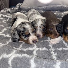 Dachshund Puppies from Dreaming of Dachshunds