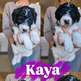 Girl 1 - Black and white female Bernedoodle puppy in Wagener, South Carolina from Noble Friend Breeders LLC