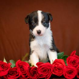 Border Collie, Papillon, Sporty Mix, and Whippet Puppies from Old Hemp Border Collies / Open Horizon Sport Dogs