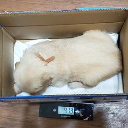 Golden Retriever Puppies from The Golden Court