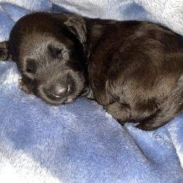 Aussiedoodle, Cavapoo, and Poodle Puppies from Perkins Pups