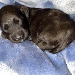 Aussiedoodle, Cavapoo, and Poodle Puppies from Perkins Pups