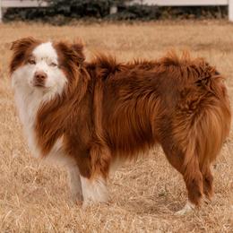 Hemi - Miniature Australian Shepherd