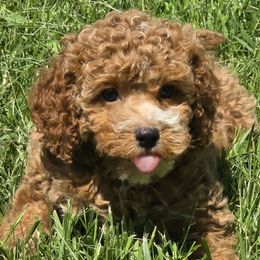 Cora - Red Cockapoo puppy in Lebanon, Kentucky from Mosaic Merle Doodles