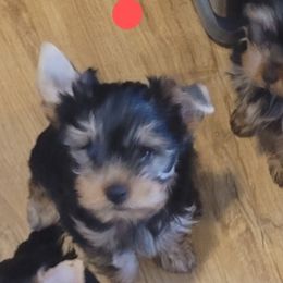 Yorkshire Terrier Puppies from Cantlon Yorkshire Terriers
