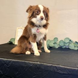 Karma - Toy Australian Shepherd