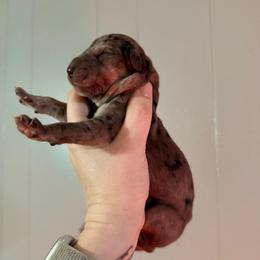 Damon - Merle male Great Dane puppy in Jerusalem, Arkansas from Mara Danes