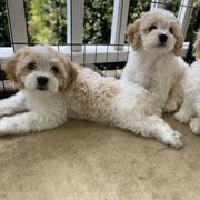 Cavachon Puppies from Brooke Erhard