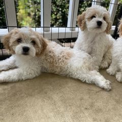 Cavachon Puppies from Brooke Erhard
