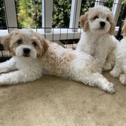 Cavachon Puppies from Brooke Erhard