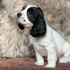 English Cocker Spaniels from South Hampton Spaniels