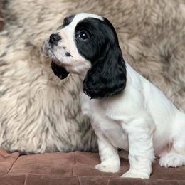 English Cocker Spaniels from South Hampton Spaniels