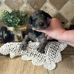Ellie - Blue merle female Bernedoodle puppy in Bells, North Carolina from Neighborhood Poodles & Doodles