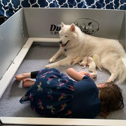Samoyed Puppies from Icecrown Samoyeds