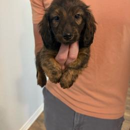 Tempo - Brindle male Dachshund puppy in Celina, Texas from Oak Bridge Farm