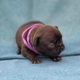 Purple collar - Brindle female French Bulldog puppy in Polk City, Florida from Best Friend Frenchies, LLC