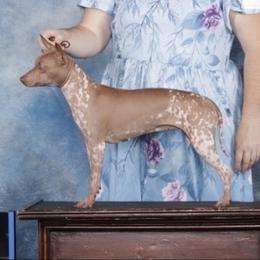 Pandora - American Hairless Terrier
