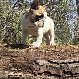 Dexter - Fawn and white male French Bulldog puppy in Wichita, Kansas from Let's keep it frenchie!