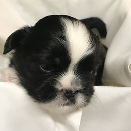 Shih Tzu Puppies from Dream Pups
