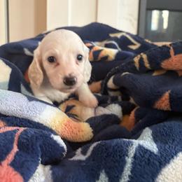 Piglet - Cream male Dachshund puppy in Vancouver, Washington from Cascade Minis
