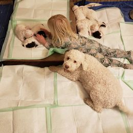 Lagotto Romagnolo Puppies from 1880 Lagotto