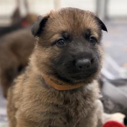 Brown Girl - Sable female German Shepherd puppy in Grantsville, Utah from Vom Haus Denfors K9 - Working German Shepherds