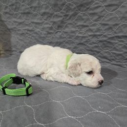 Green - White and apricot male Bichon Frise puppy in Pickens, South Carolina from Beloved Bichon