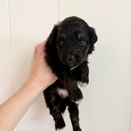 Daphne - Black phantom female Aussiedoodle puppy in Heber City, Utah from Junipersdoodles